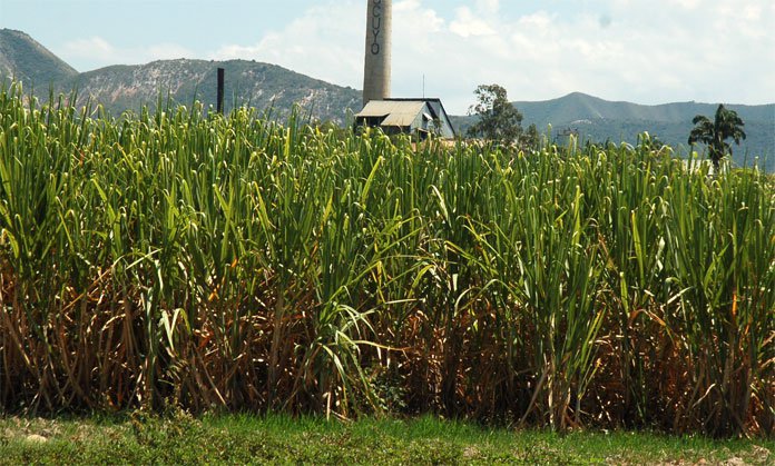 Producción de caña de azúcar aumenta 90% en cuatro años y cultivo de maíz supera las expectativas