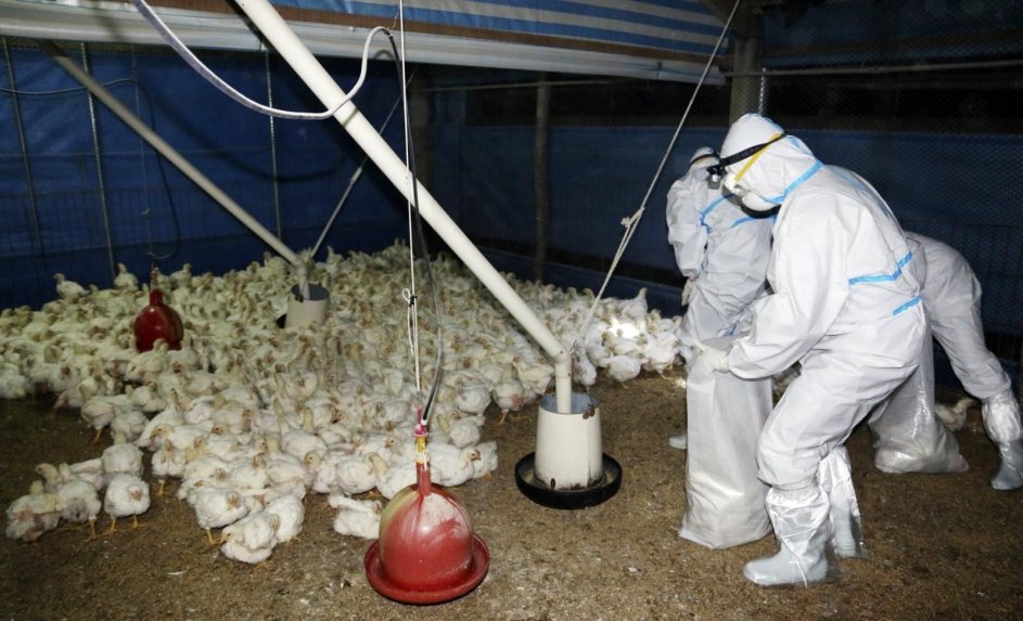 Detectan el cuarto caso de gripe aviar en un trabajador agrícola de EEUU