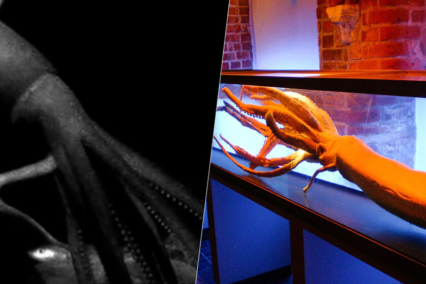 Los calamares gigantes son uno de los últimos misterios de los mares. Y ahora sabemos mejor cómo cazan a sus presas