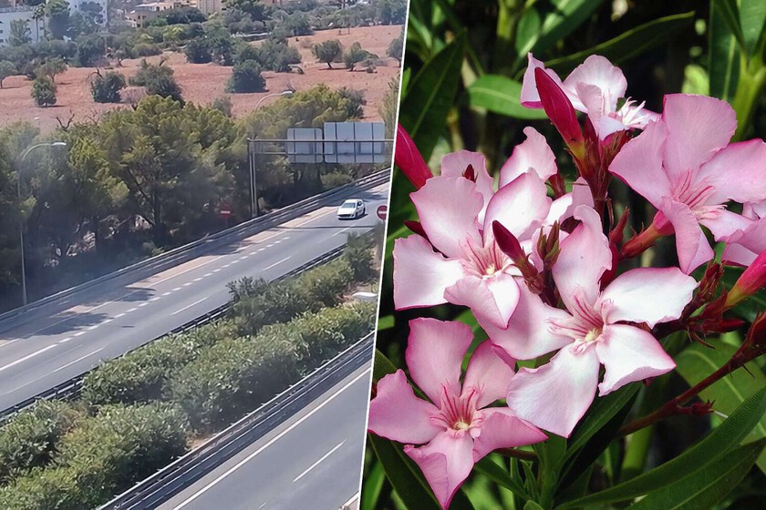 Hay miles y miles de kilómetros de adelfas en las autovías españolas. Su existencia no es casual