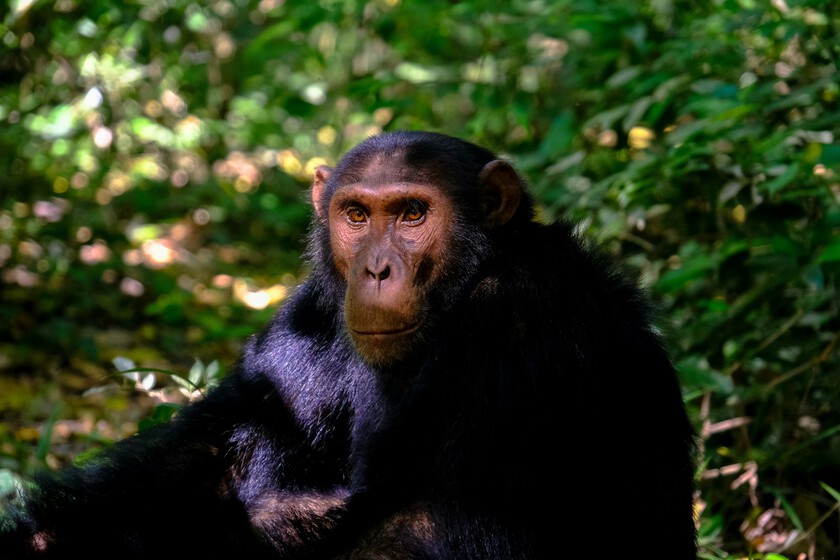 Estos investigadores no solo están convencidos de que los chimpancés pueden hablar, sino de que tenemos pruebas desde 1962