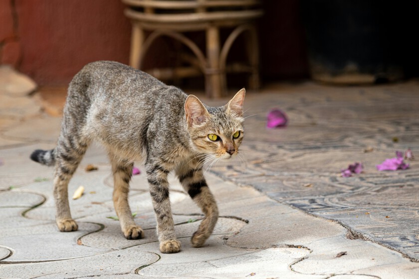 Canarias es la comunidad con más especies en peligro de extinción y parte del problema está donde menos lo imaginábamos: los gatos