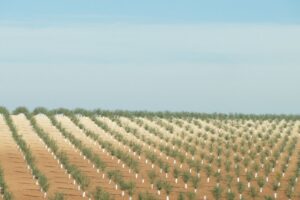 los olivos superintesivos amenazan con cambiarlo todo, pero son un caramelo envenenado