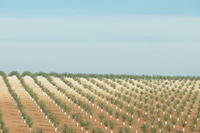 los olivos superintesivos amenazan con cambiarlo todo, pero son un caramelo envenenado
