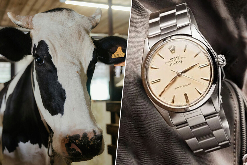 Un granjero pensó que una vaca se había comido su Rolex. 50 años más tarde lo ha recuperó, pero necesitaba una buena limpieza