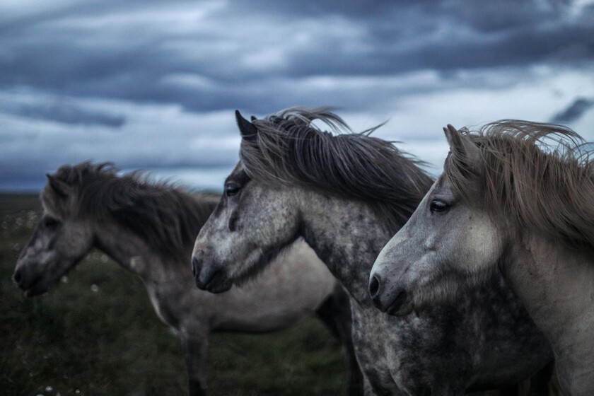 Los caballos no pueden hablar como los simios, pero una prueba mental acaba de sorprender a los científicos