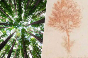 Leonardo da Vinci estableció "la regla de los árboles" hace 500 años. Ahora hemos descubierto que se equivocó