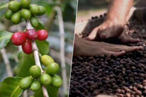 El único lugar de la Unión Europea donde se produce café está en España y supuso una dulce casualidad: Agaete