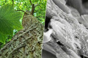 Hemos descubierto un "nuevo" tipo de madera. Es genial secuestrando carbono atmosférico para combatir el cambio climático