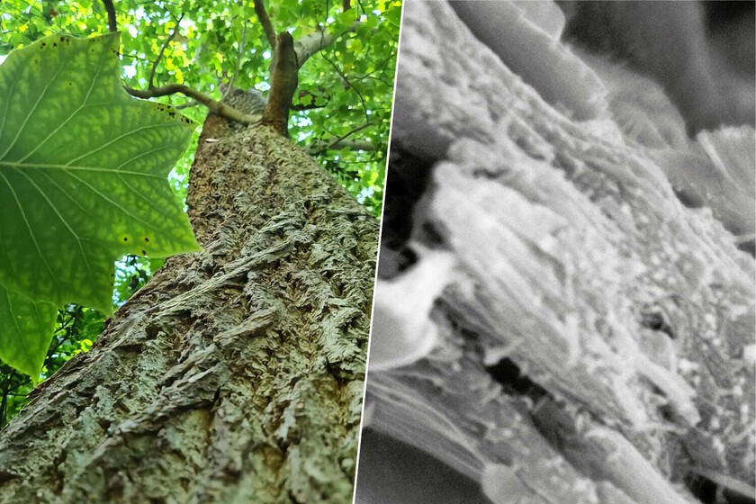 Hemos descubierto un "nuevo" tipo de madera. Es genial secuestrando carbono atmosférico para combatir el cambio climático