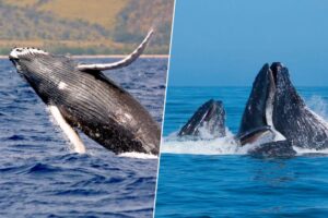 Graban a ballenas jorobadas durante dos años. Lo que fabricaron sin manos fue tan insólito que las comparan a los simios