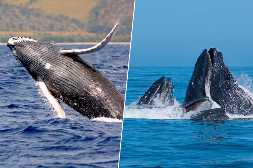 Graban a ballenas jorobadas durante dos años. Lo que fabricaron sin manos fue tan insólito que las comparan a los simios