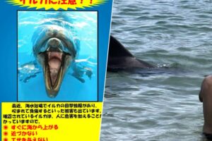 Japón se ha visto obligado a poner carteles en sus playas. Los bañistas están sufriendo ataques brutales, y no son tiburones