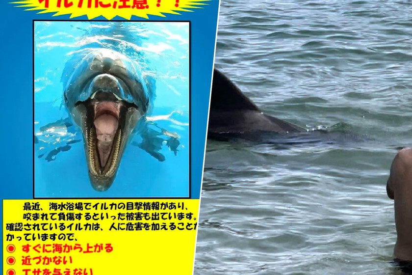 Japón se ha visto obligado a poner carteles en sus playas. Los bañistas están sufriendo ataques brutales, y no son tiburones