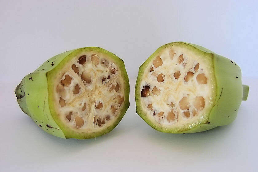 El plátano tiene los días contados tal y como lo conocemos. Una variedad australiana diminuta quiere salvarlo