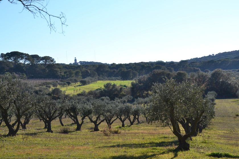 El aceite de oliva italiano "sufre una auténtica agonía". Contra todo pronóstico, la principal perjudicada va a ser España