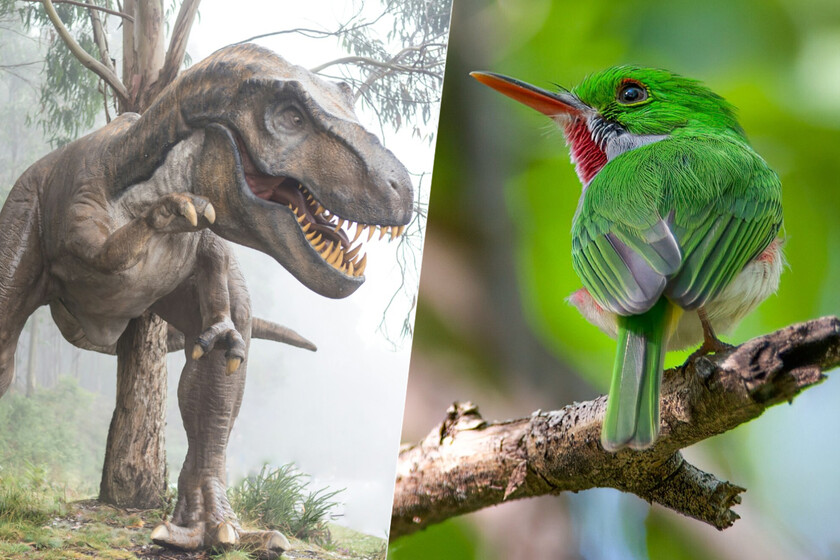 El paso evolutivo entre dinosaurios y aves es uno de los más misteriosos que conocemos. Ahora lo es un poco menos