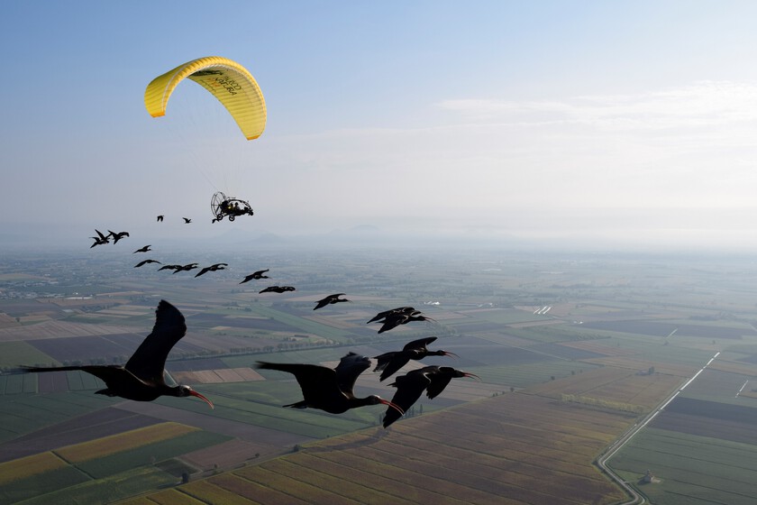 el singular recorrido de un grupo de aves guiadas por un ultraligero
