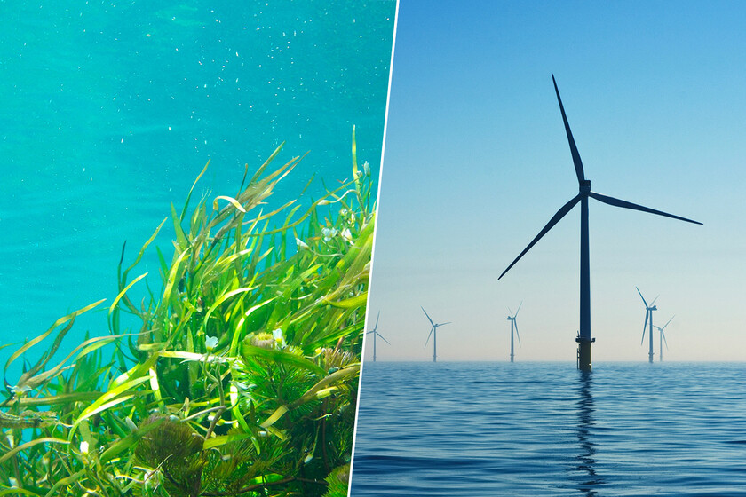 En Países Bajos, los parques eólicos instalados medio del mar sirven para algo más: cultivar algas