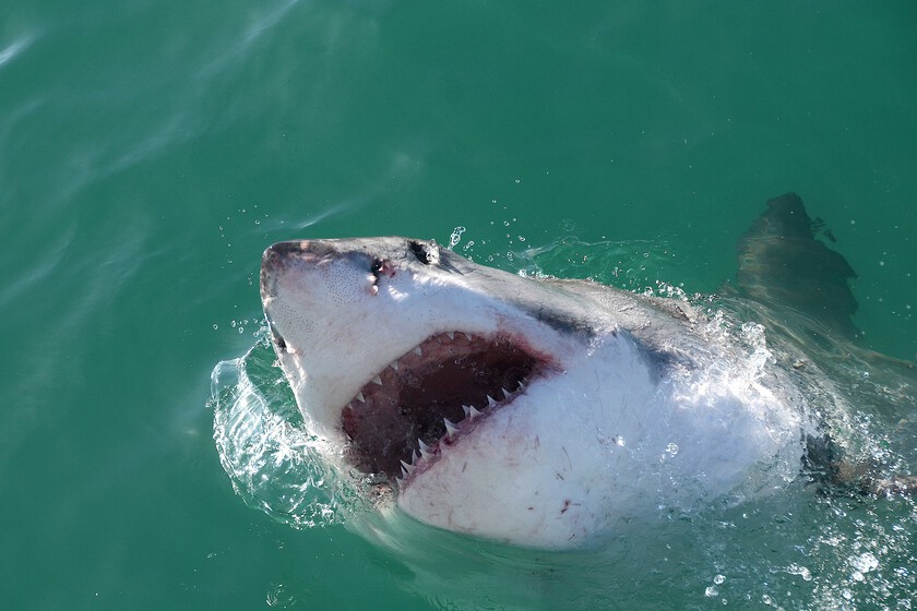 El tiburón blanco es un nadador excepcional. Su secreto está en sus “dentículos”