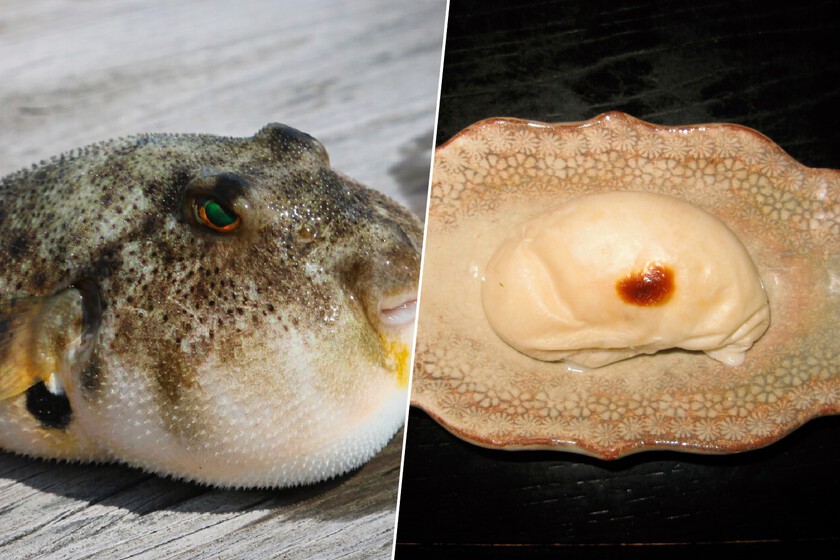 El fugu es uno de los platos más peligrosos del planeta. Japón acaba de autorizar a una niña de 10 años a cocinarlo