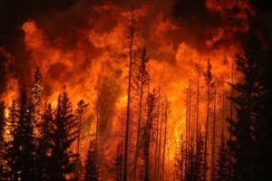 Detectar los incendios forestales a tiempo es vital para evitar desastres. Google tiene un plan para conseguirlo: satélites