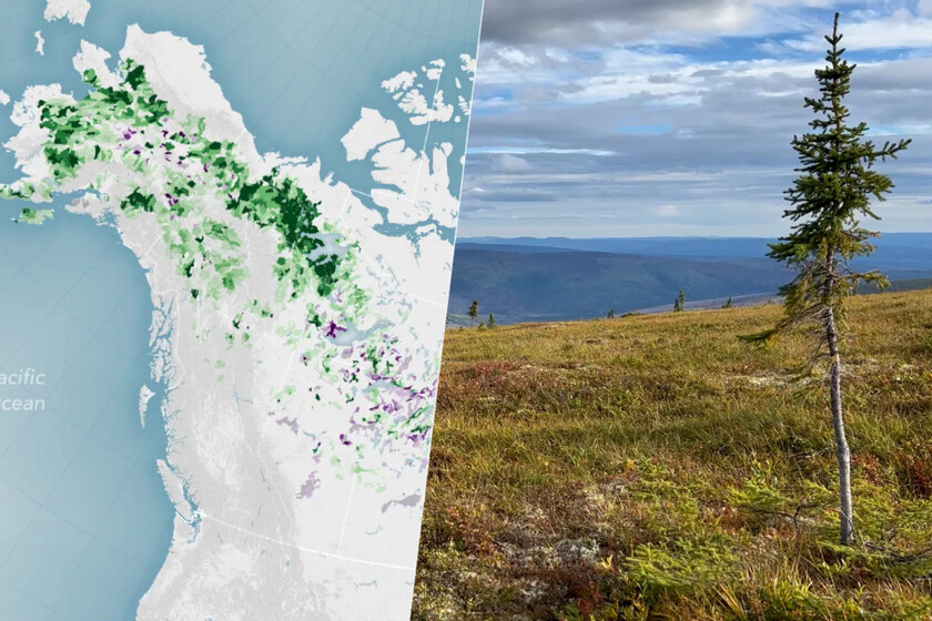un estudio liderado por la NASA ha observado cómo los árboles se apoderan de la tundra
