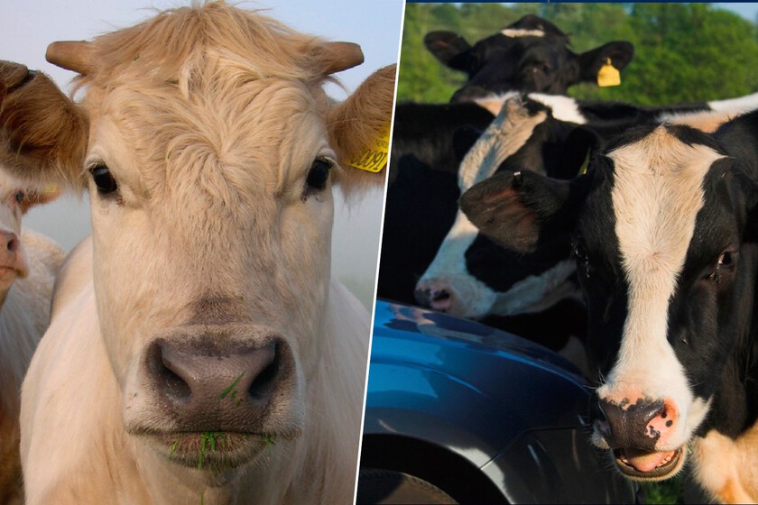 las vacas se han revelado contra los humanos