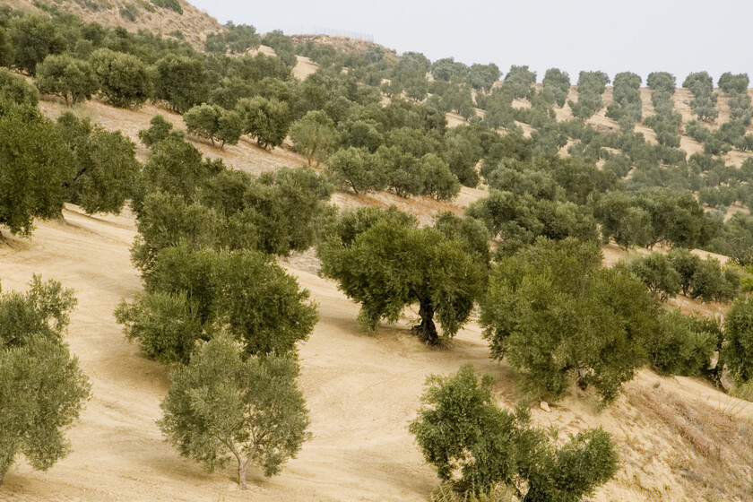 El aceite de oliva español ha esquivado una bala, pero Castellón es el mejor ejemplo de lo que puede pasar si se nos acaba la suerte
