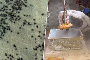 la NASA ha conseguido recrearlas en la Tierra