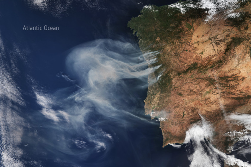 Convertir a Portugal en monocultivo de eucalipto fue un desastre. Y los últimos incendios no hacen más que recordárnoslo