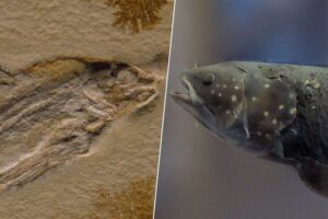 La historia del celacanto, un pez que se creía extinto desde hacía millones de años y que habíamos estado pescando todo este tiempo