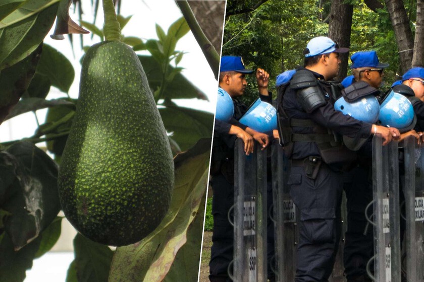 El cultivo de aguacate en México se ha disparado. Por eso han aparecido milicias locales intentando boicotearlo