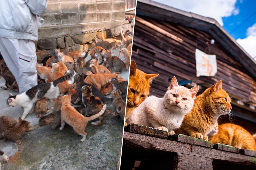 La isla de los gatos más famosa de Japón va a desaparecer. Una castración en masa y la gran crisis de la nación son los culpables