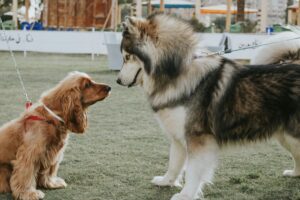 Los perros grandes viven mucho menos que los pequeños. Unos investigadores creen haber encontrado la respuesta al misterio