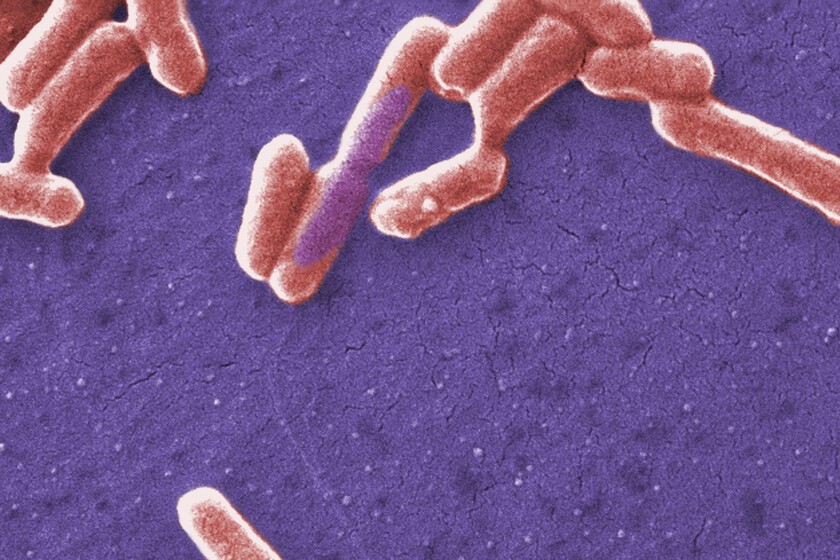 Hemos logrado que unas bacterias evolucionen en laboratorio. Esto podría ayudarnos a comprender otro tipo de enfermedades