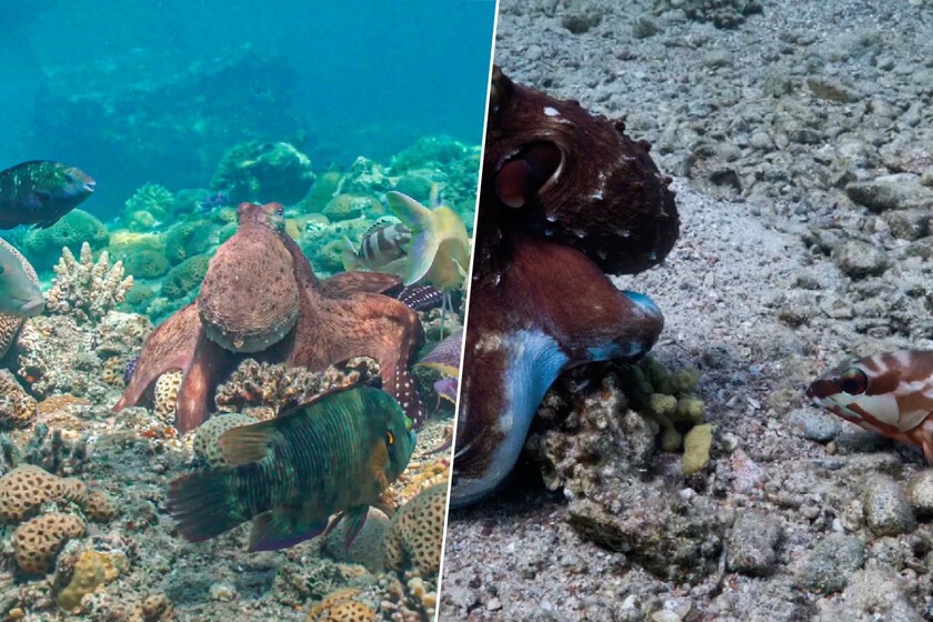 Los pulpos salen de caza con otros peces y dan collejas para tener atentos al grupo. Tenemos un vídeo que lo confirma