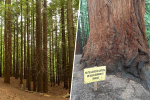 En Cantabria quieren limitar las visitas a un bosque de secuoyas único. El turismo masivo le está costando la piel (literalmente)