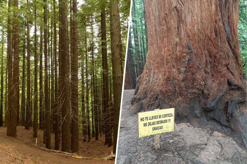En Cantabria quieren limitar las visitas a un bosque de secuoyas único. El turismo masivo le está costando la piel (literalmente)