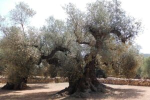 El ser vivo más longevo de la península ibérica vive en un pequeño pueblo de Tarragona