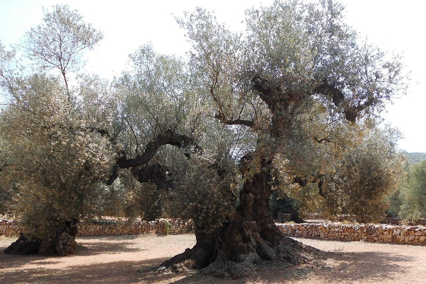El ser vivo más longevo de la península ibérica vive en un pequeño pueblo de Tarragona
