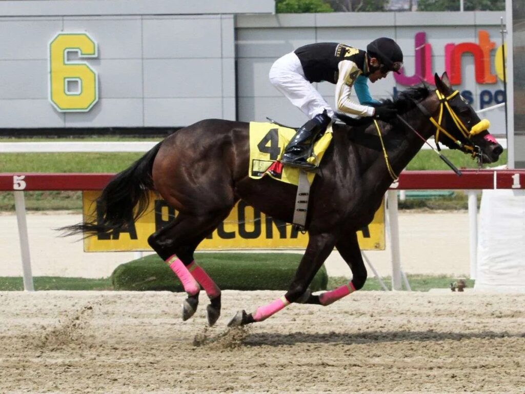 Samantha Girl y Four Palms Queen deciden el Gelinotte