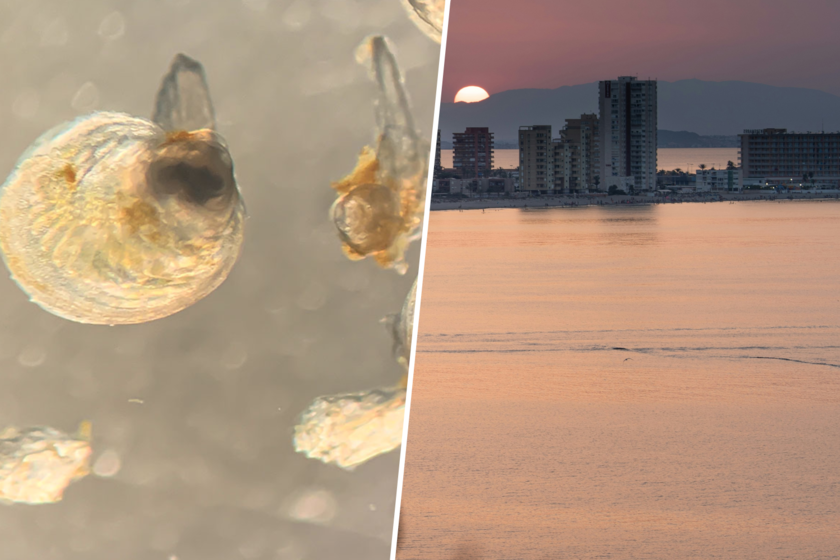 meter 60 millones de ostras allí dentro