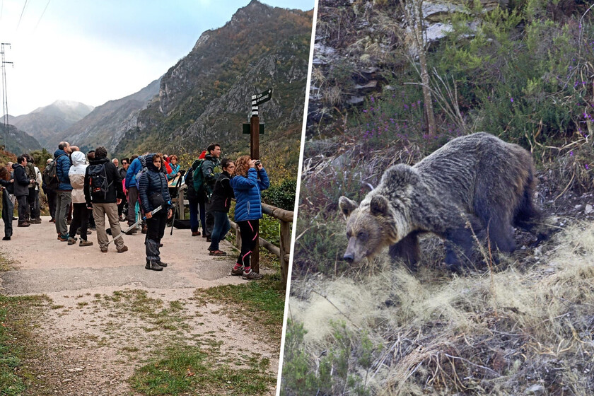 Durante décadas el oso fue aniquilado en España. En Asturias se ha convertido en un enorme gancho turístico