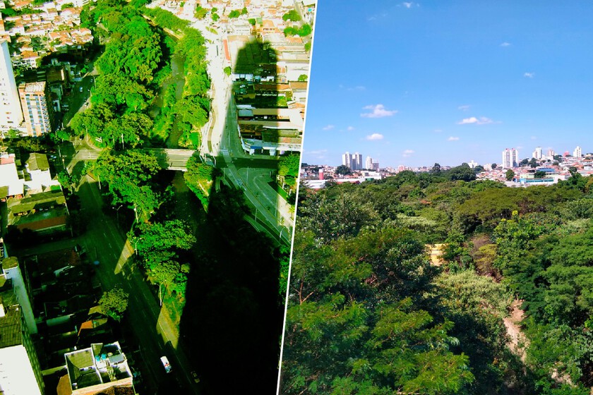 Un jubilado plantó un árbol en 2003 en una de las zonas más peligrosas de Sao Paulo. Hoy es una alucinante "selva" de la ciudad
