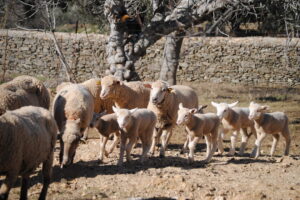Los ganaderos de Extremadura se las prometían felices con la campaña de Navidad. Hasta que llegó la lengua azul