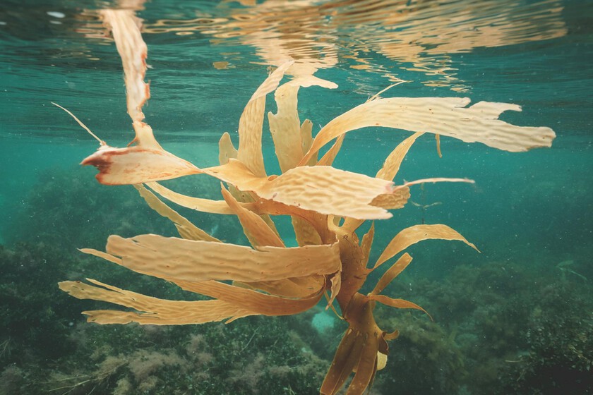 Cultivar algas en el mar es uno de los planes de la geoingenieria para librarnos del cambio climático. Quizá no sea buena idea