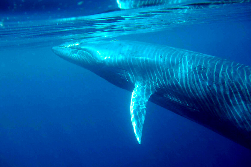Si tienes un sonido marino que no sabes identificar, quizás la NOAA y Google puedan echarte una mano