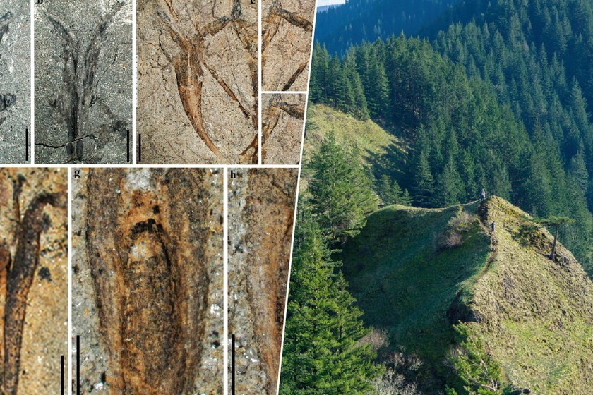 A la pregunta sobre cómo se forman los árboles en las montañas más inaccesibles, la respuesta está en una mina de China