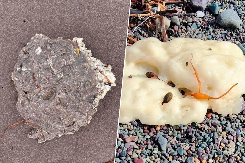 Son blancas, viscosas y se están multiplicando por toda la costa de Canadá. El problema es que nadie sabe qué demonios es